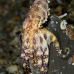 octopus_ringed_blue_bb_v_0564_alo2632.jpg